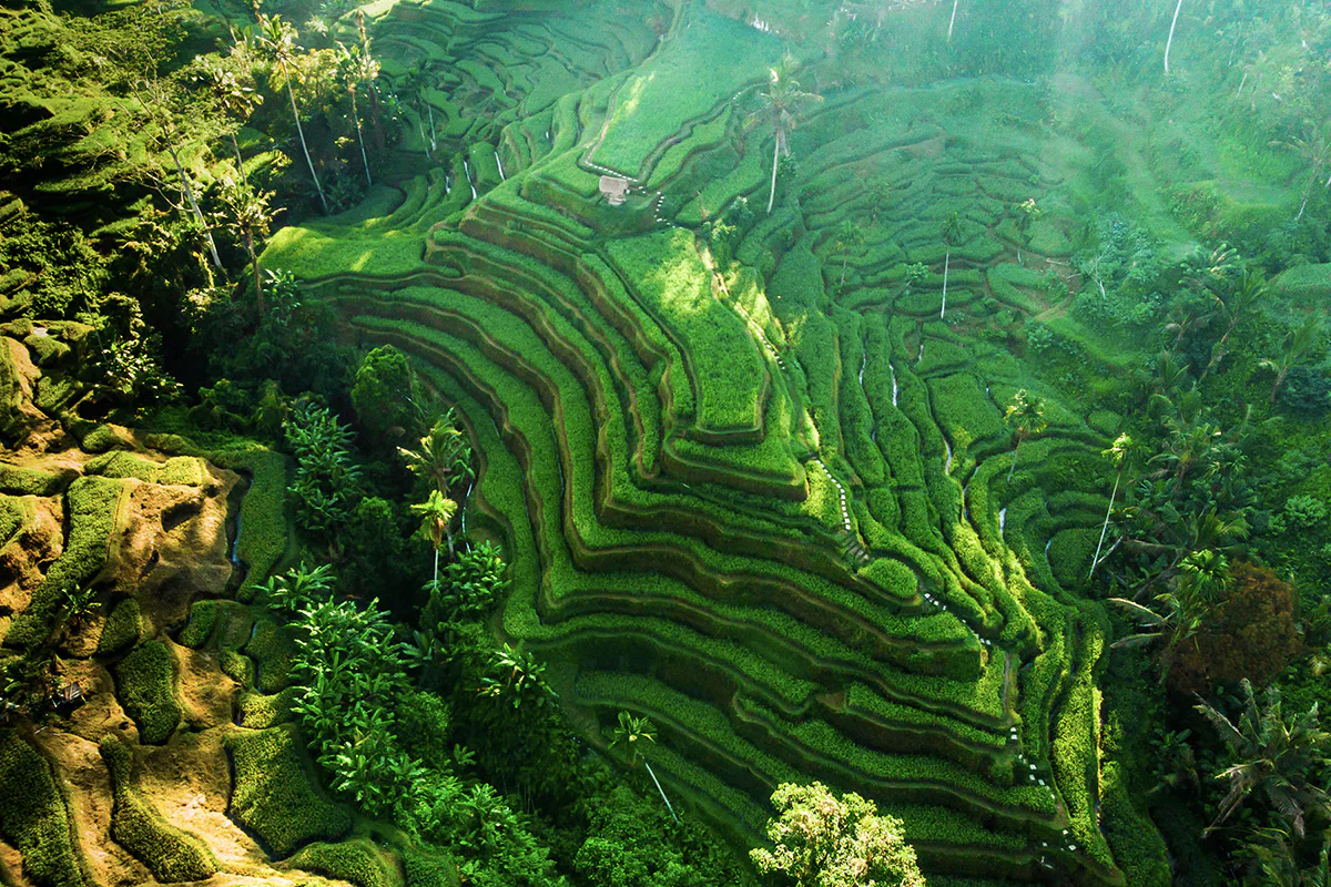 Rice Terraces in Bali
