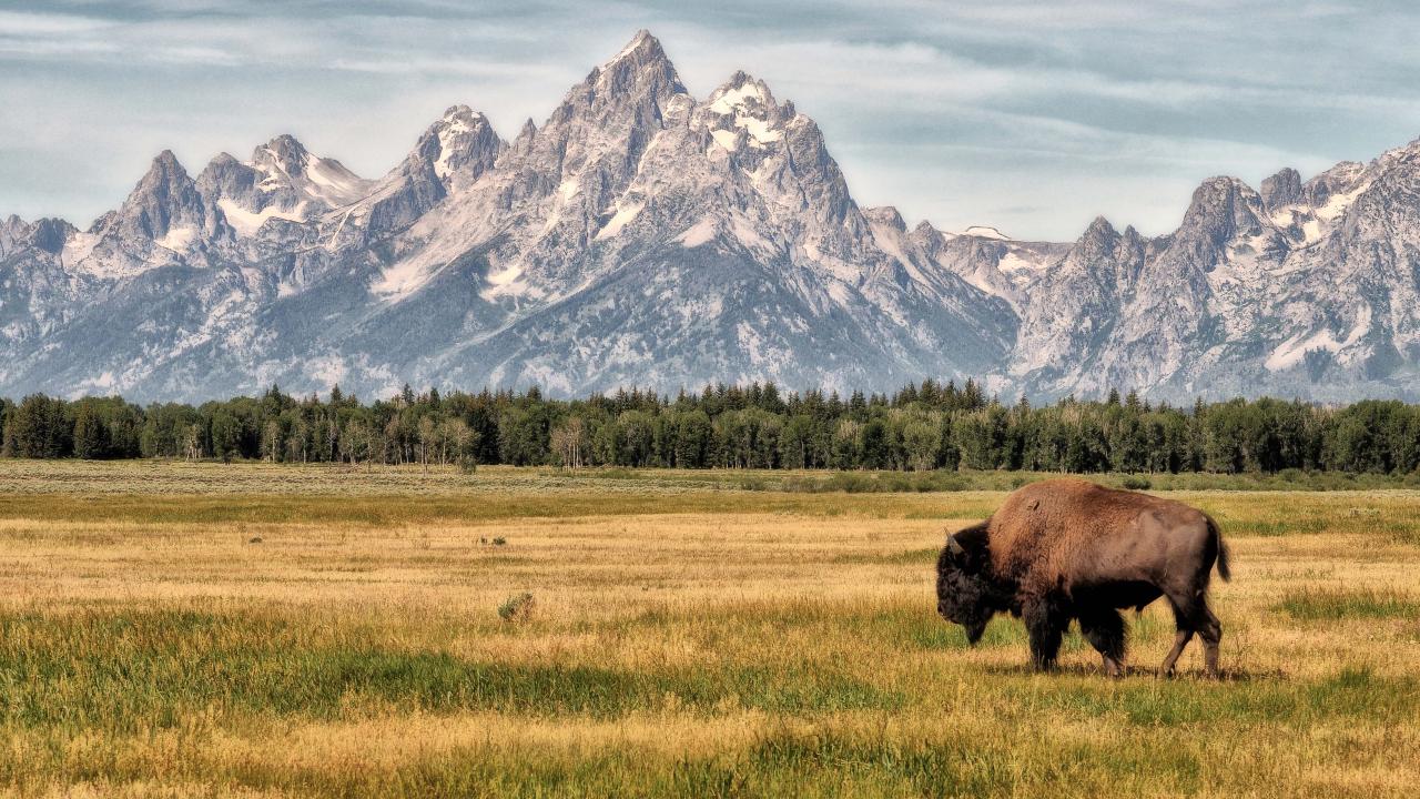 Grand Tetons with a Bison